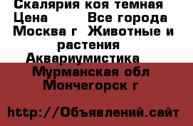 Скалярия коя темная › Цена ­ 50 - Все города, Москва г. Животные и растения » Аквариумистика   . Мурманская обл.,Мончегорск г.